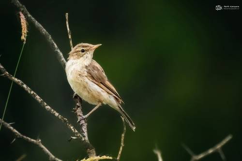 Booted Warbler (Iduna caligata)