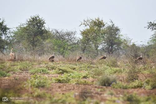 Great Indian Bustard (Ardeotis nigriceps)