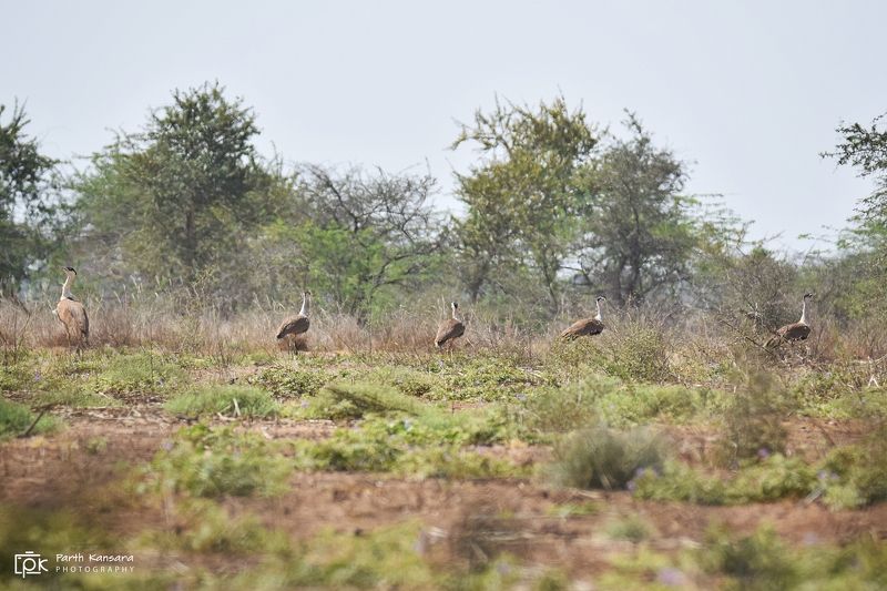 great indian bustard, ardeotis nigriceps, grk, greater rann of kutch, nature, 35awards, 35photo, wildlife, birds, birds of india, parth kansara, parth kansara wildlife, indian wildlife, photo, photography, kutch, birds of kutch, nakhatrana, kutch wildlife Great Indian Bustard (Ardeotis nigriceps) фото превью