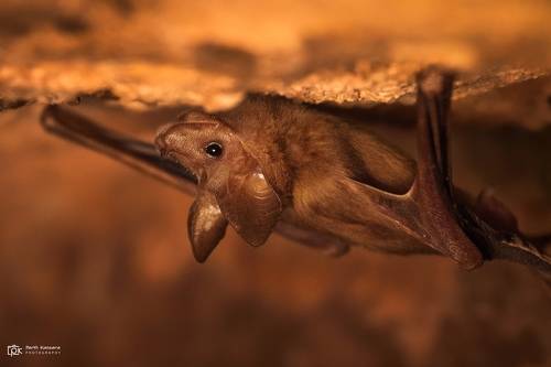 greater mouse-tailed bat (Rhinopoma microphyllum)