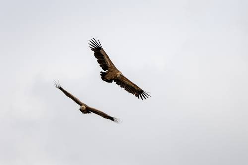 Vultures on the search