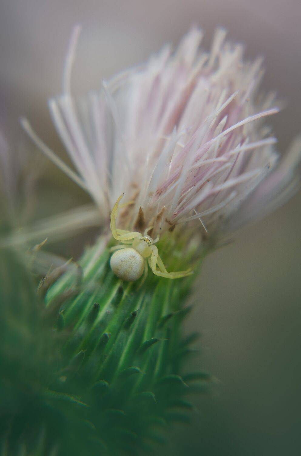 Паук, бокоход, макро, растения, цветы, Shadow Anna