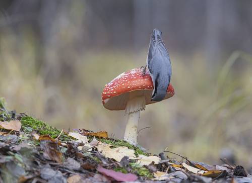 Картинка из леса