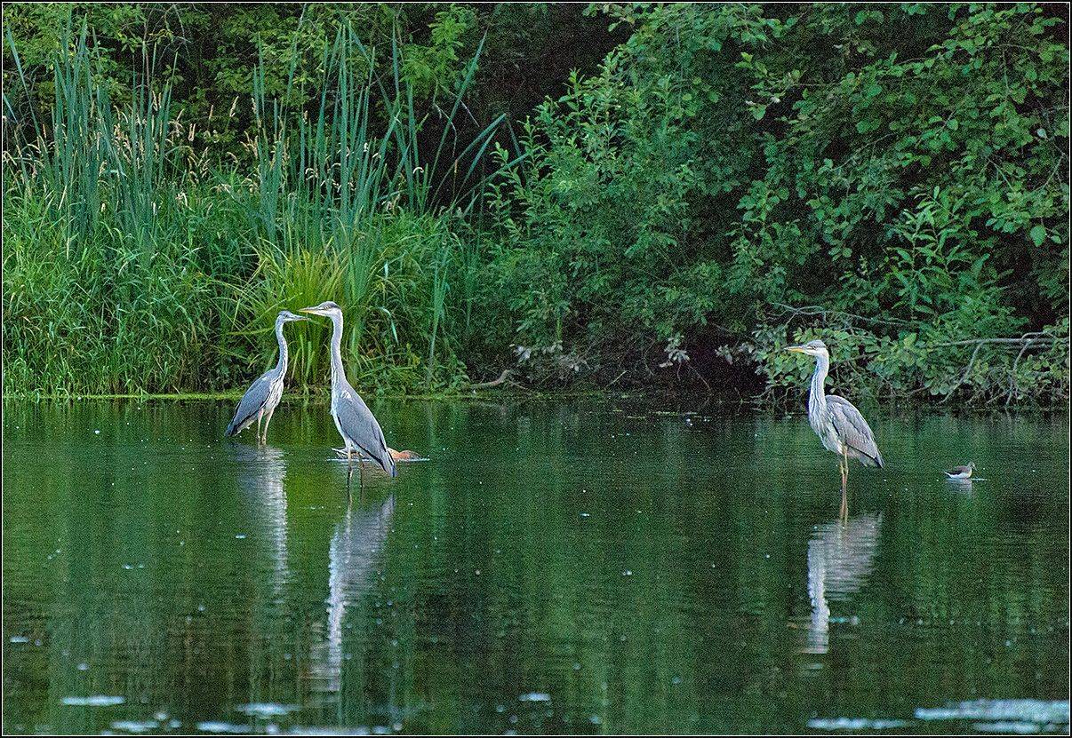 москва, парк, птицы, АНАТОЛИЙ ДОВЫДЕНКО