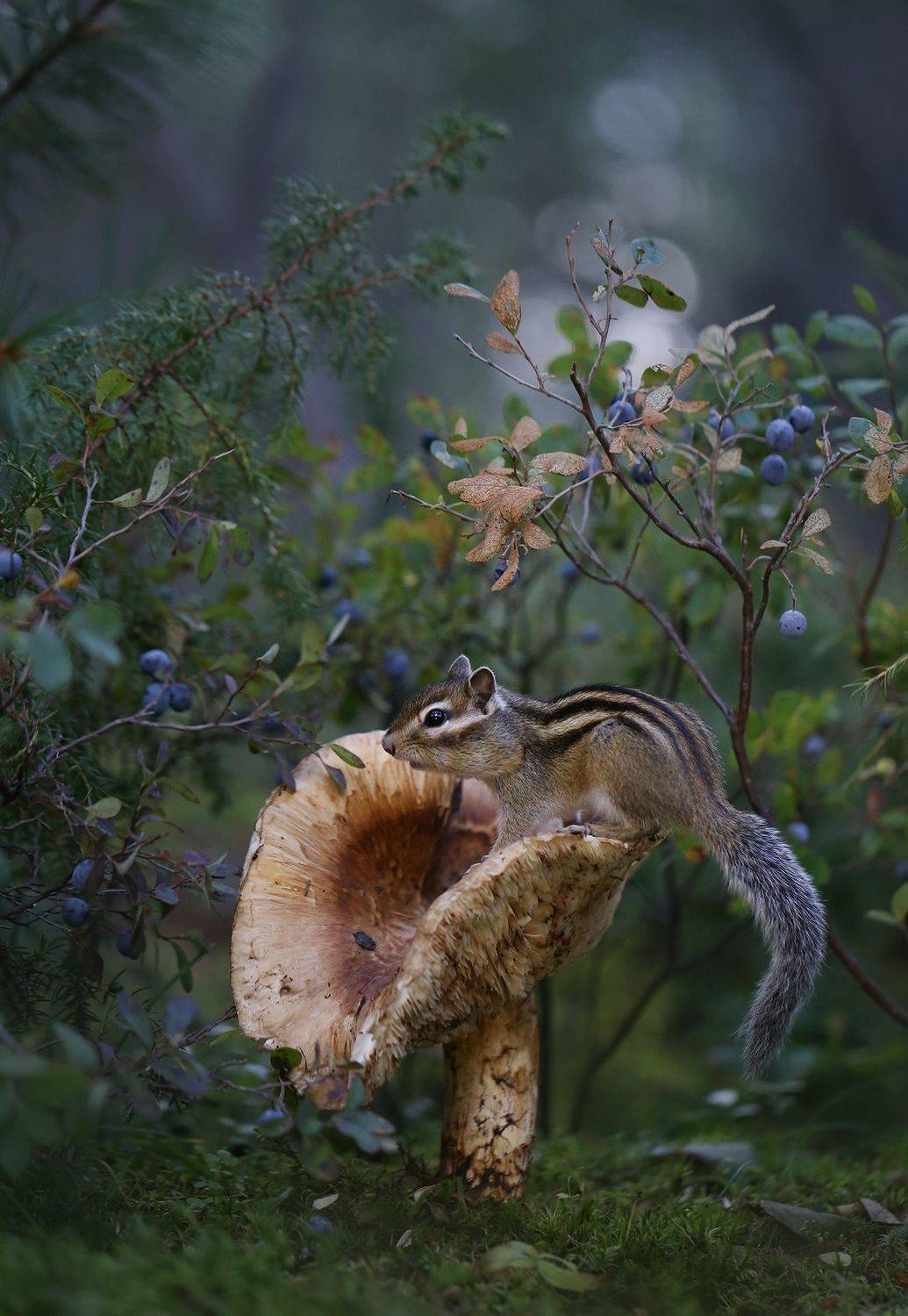 нерюнгри, бурундук, якутия, дикие_животные, женялевина, евгениялевина, животныеякутии, бурундукиибелкилевиной, Евгения Левина