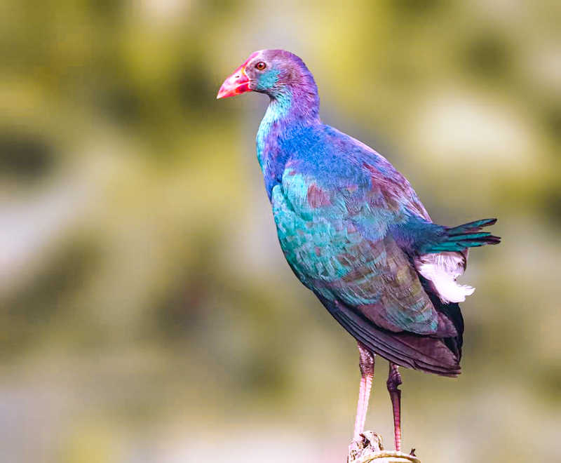 Purple Moorhen фото превью