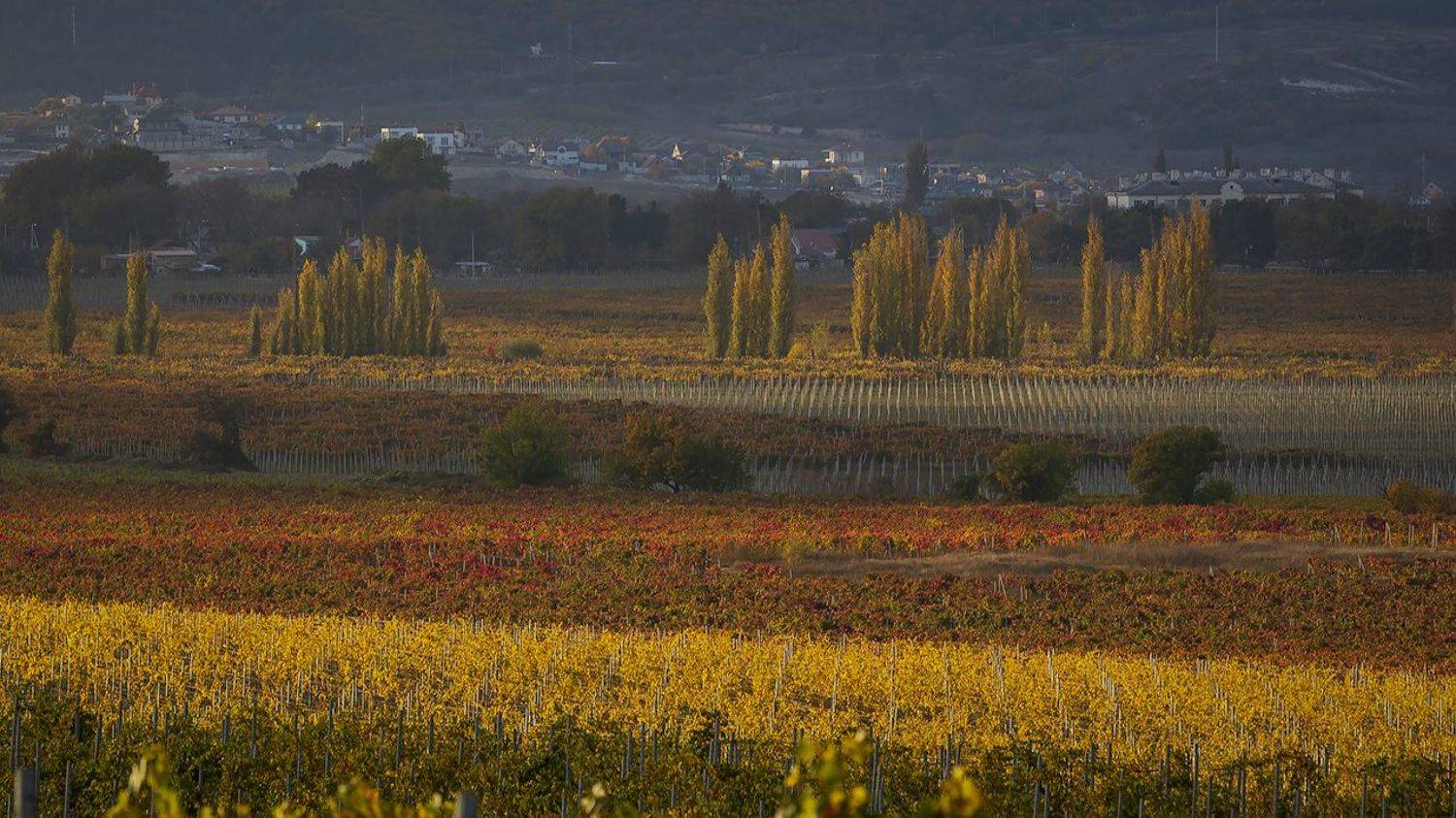 крым, осень, виноградники, свет, цвет, пейзаж,, Сергей Шульга