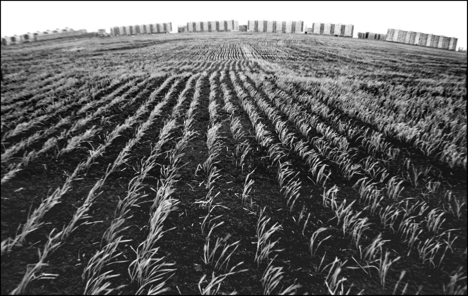 , Меднов Влад