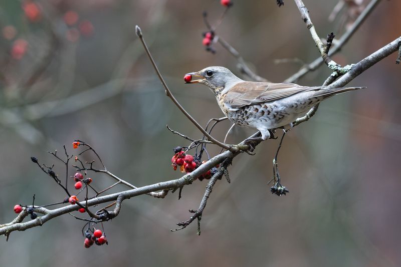 Дрозд рябинник. фото превью
