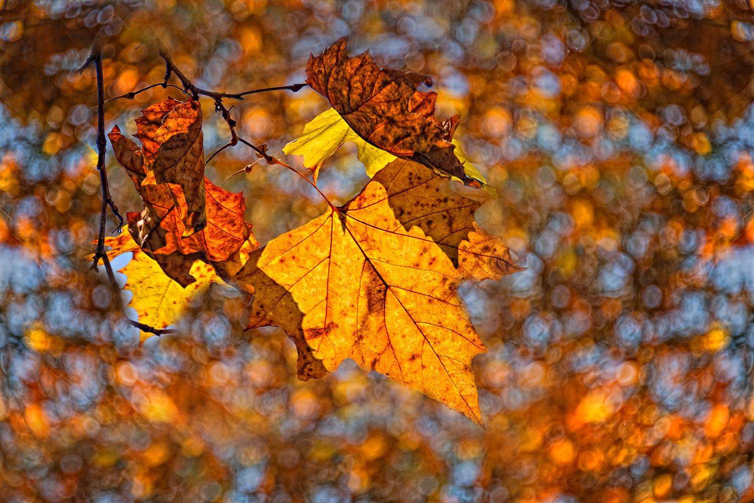 autumn, bokeh,  branches, color, colors, color image, glow, leaf, leaves, light, nature, photography,, Dr Didi Baev