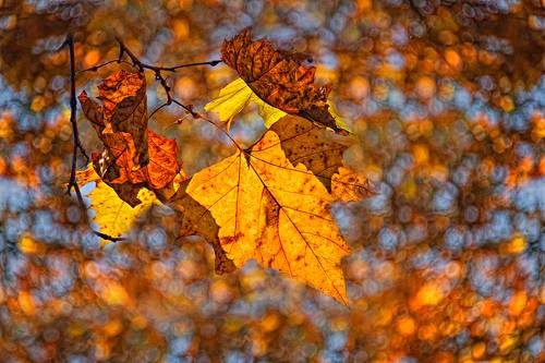 Autumn Bokeh