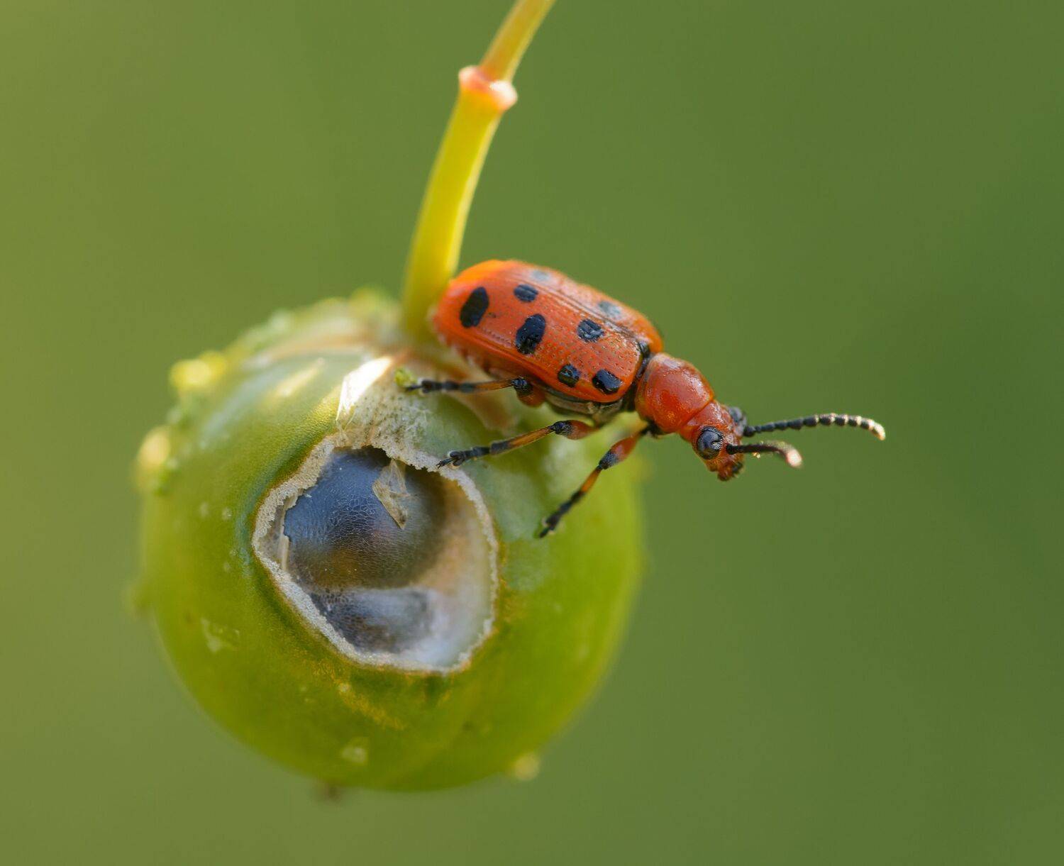 трещалка 12 точечная (спаржевая), crioceris duodecimpunctata, листоеды, chrysomelidae, жук, спаржа, Павел Черенков