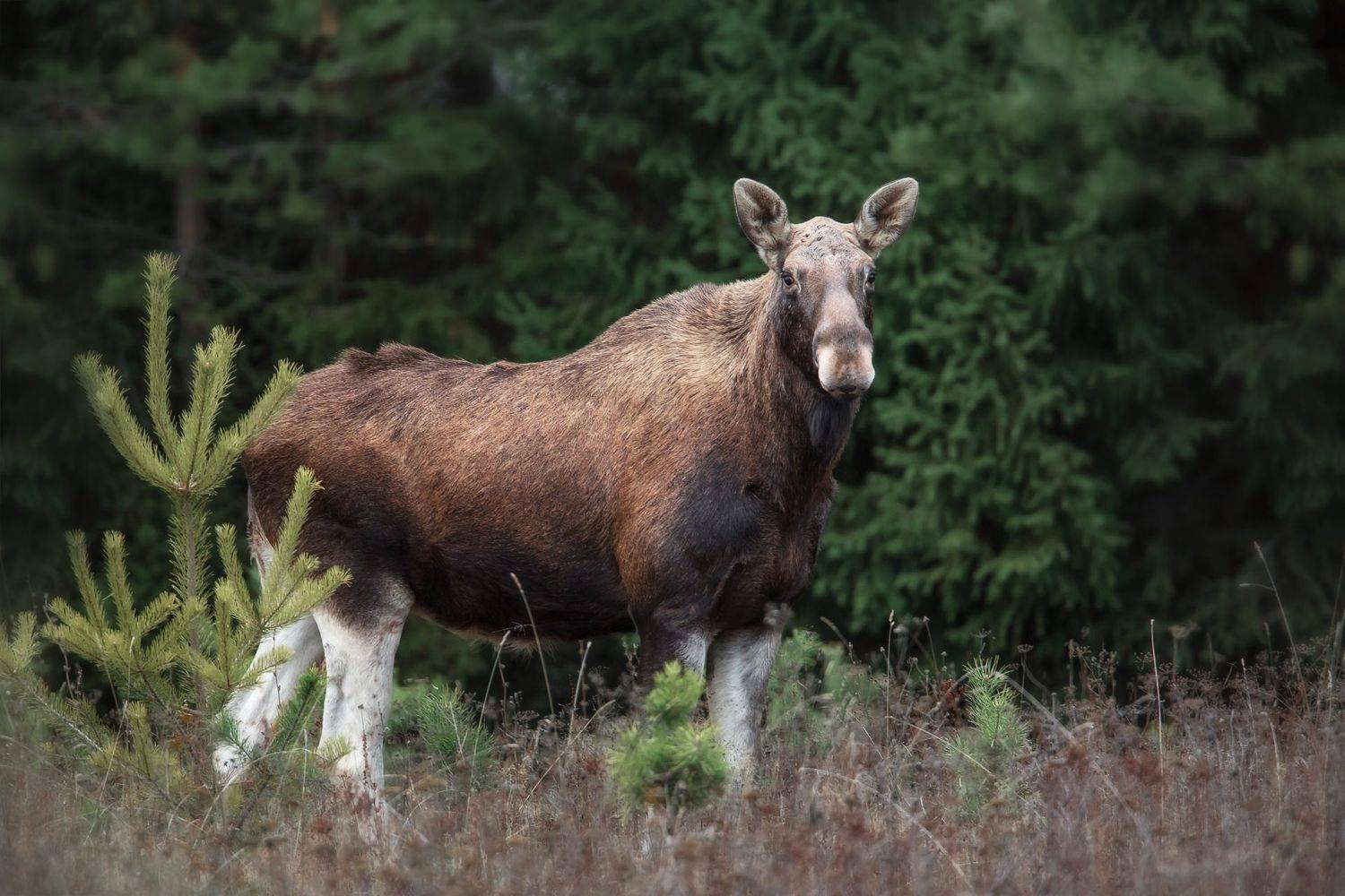 лоси, удмуртия, Vyacheslav Lozhkin