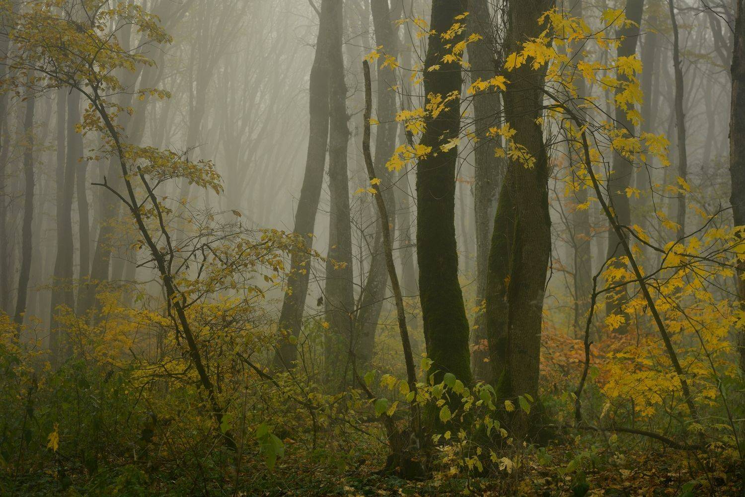 осень листва утро лес туман, Александр Жарников