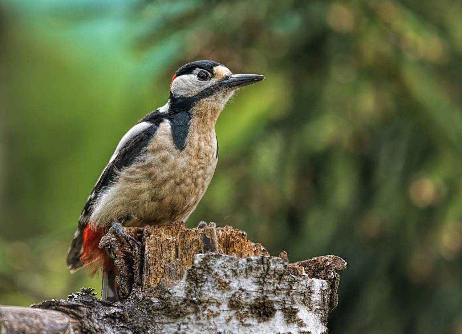 , Sławek Przybylski