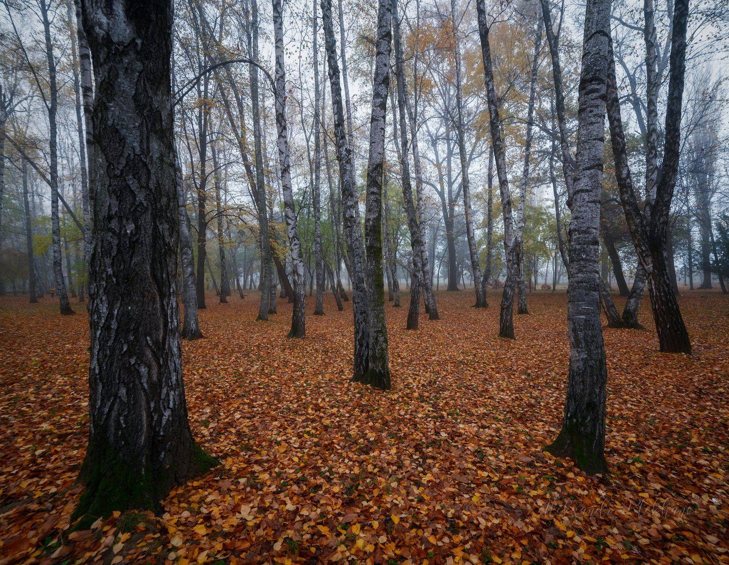 краснодар, Александр Плеханов