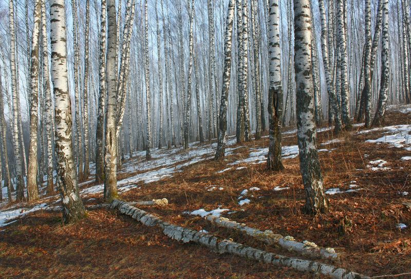 Весна в берёзовой роще. фото превью