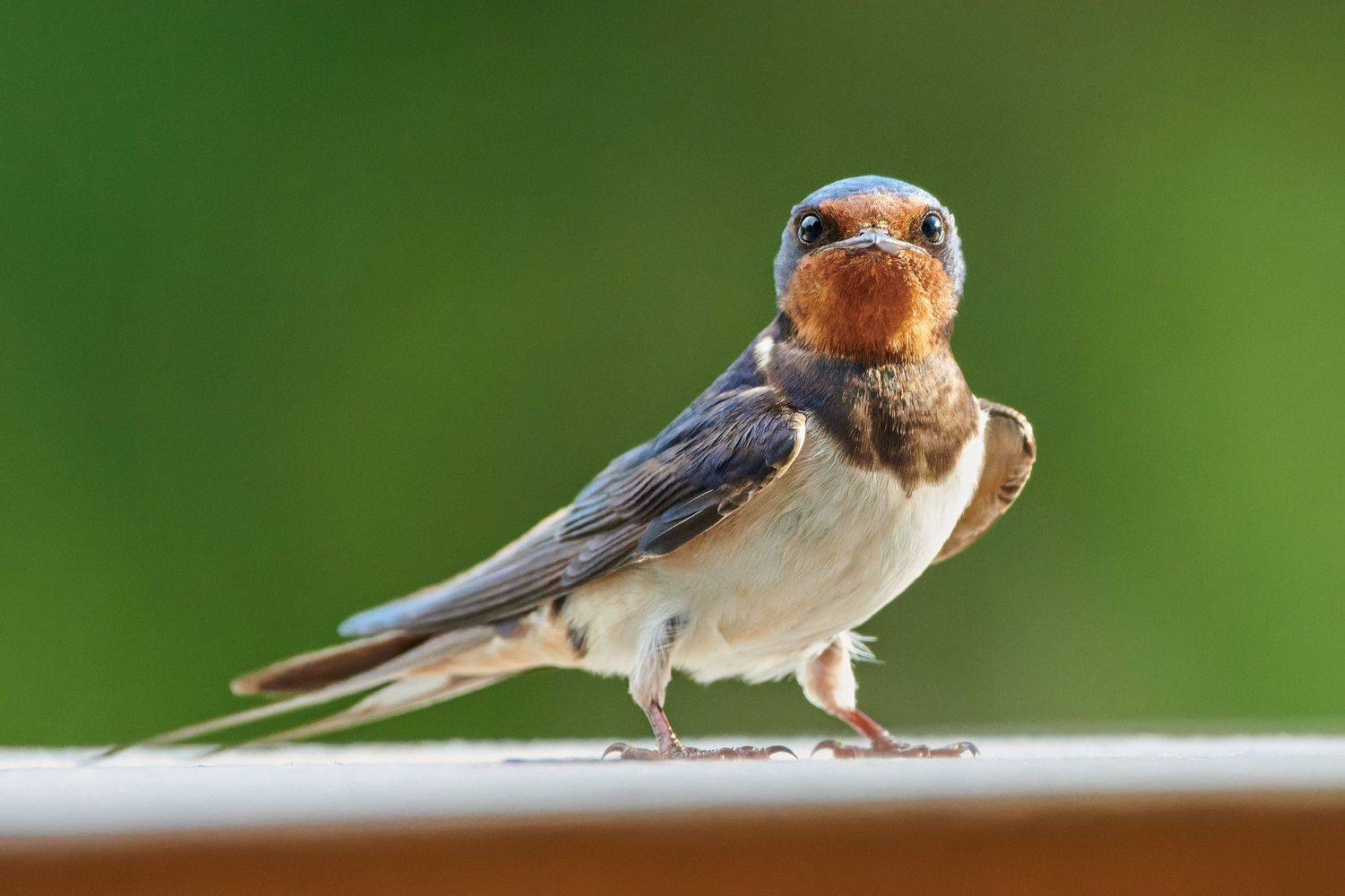 #bird #wildlife #nature #birdphotography, Александр Семенов