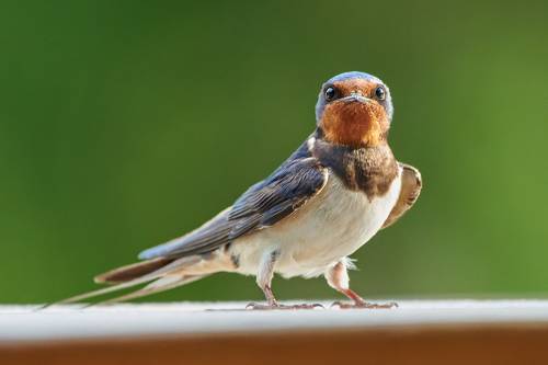 Головастик