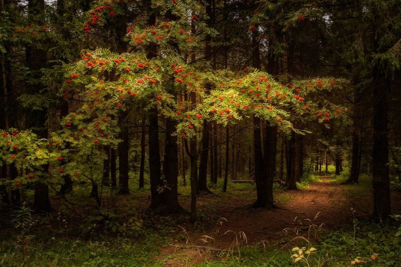 осень, дорога, лес, свет, рябина, тропа, пейзаж, природа  фото превью