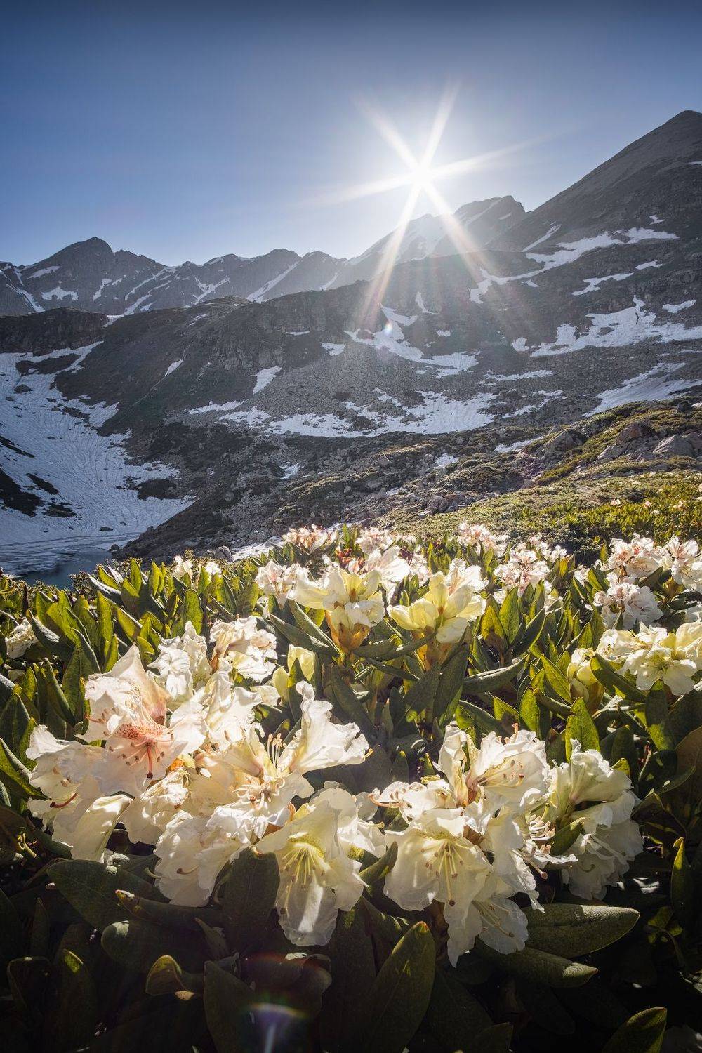 кавказ, горы, дуккинские озера, весна, закат, рододендрон, кчр, архыз, пейзаж, природа, кавказские горы, Глеб Желтов