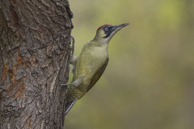 Зеленый дятел фото превью