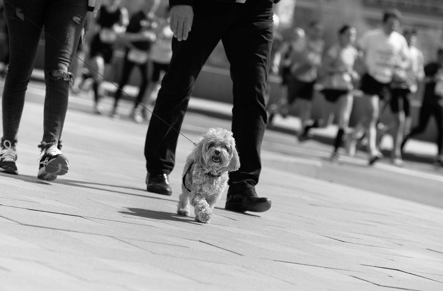 чб фото, спорт, городские картинки, собака, уличное фото, московский полумарафон, Vera Trandina