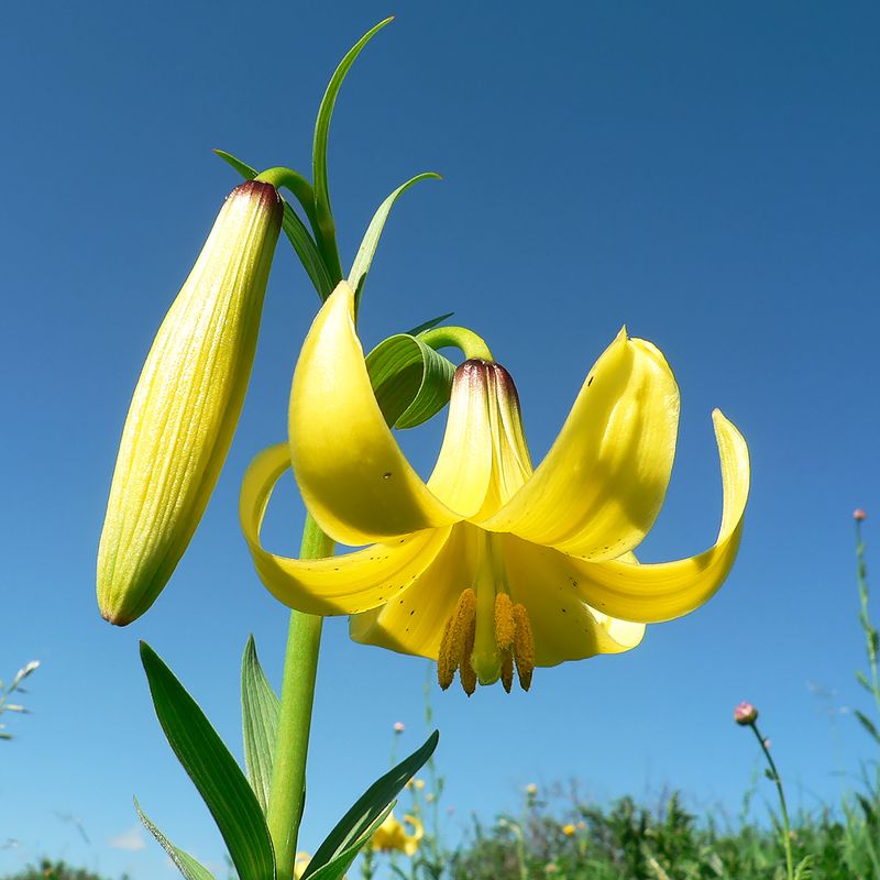 Лилия Кессельринга (Lilium kesselringianum). фото превью