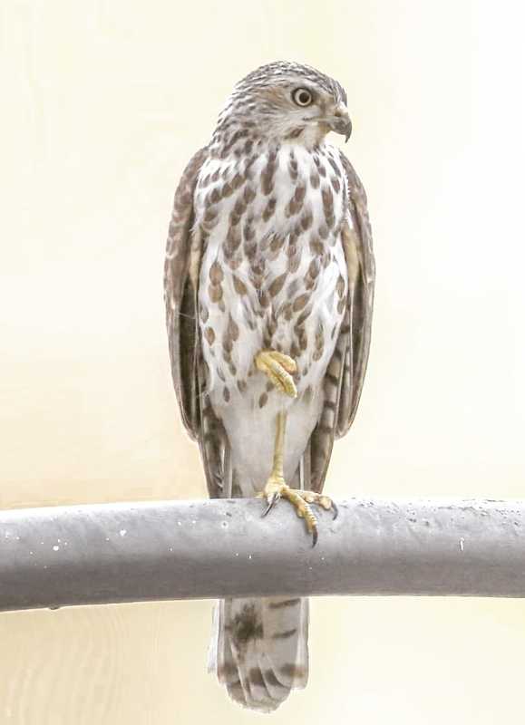 Shikra - Juvenile  фото превью