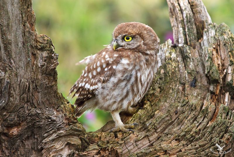 Домовой сычик. фото превью