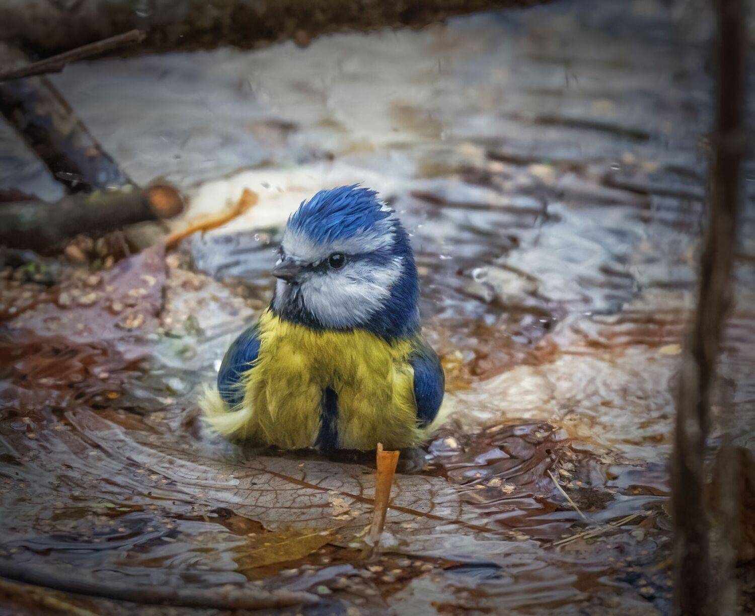 , Дэм Константин