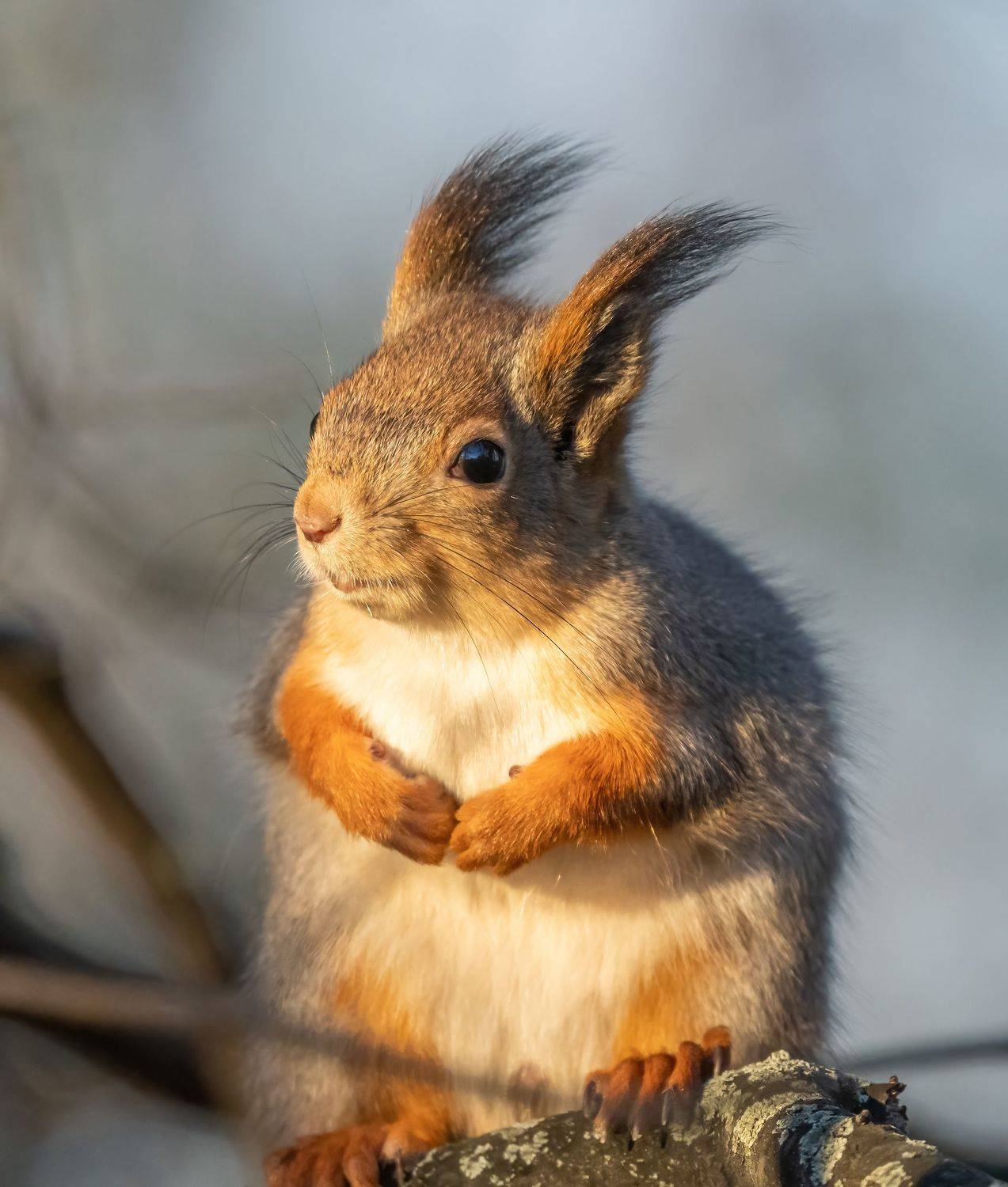 , Дэм Константин