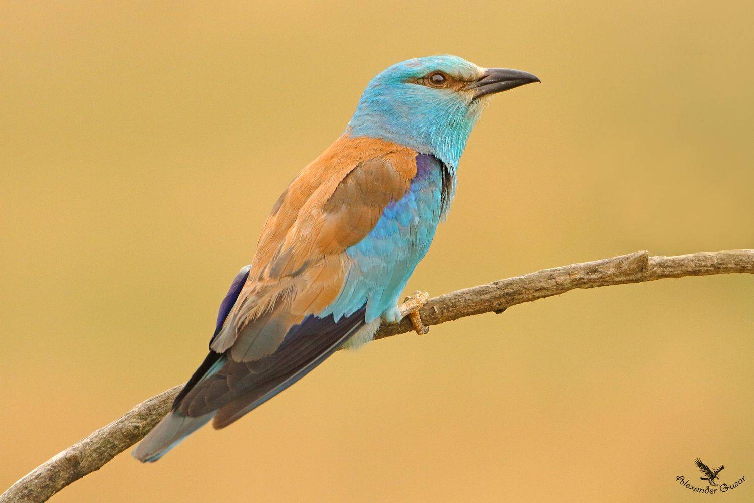 , Александр Гусар