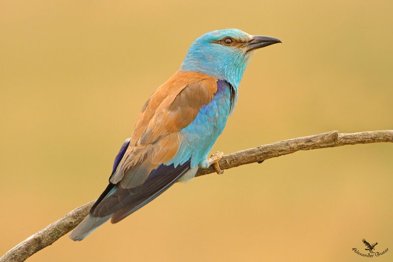 Сизоворонка. фото превью