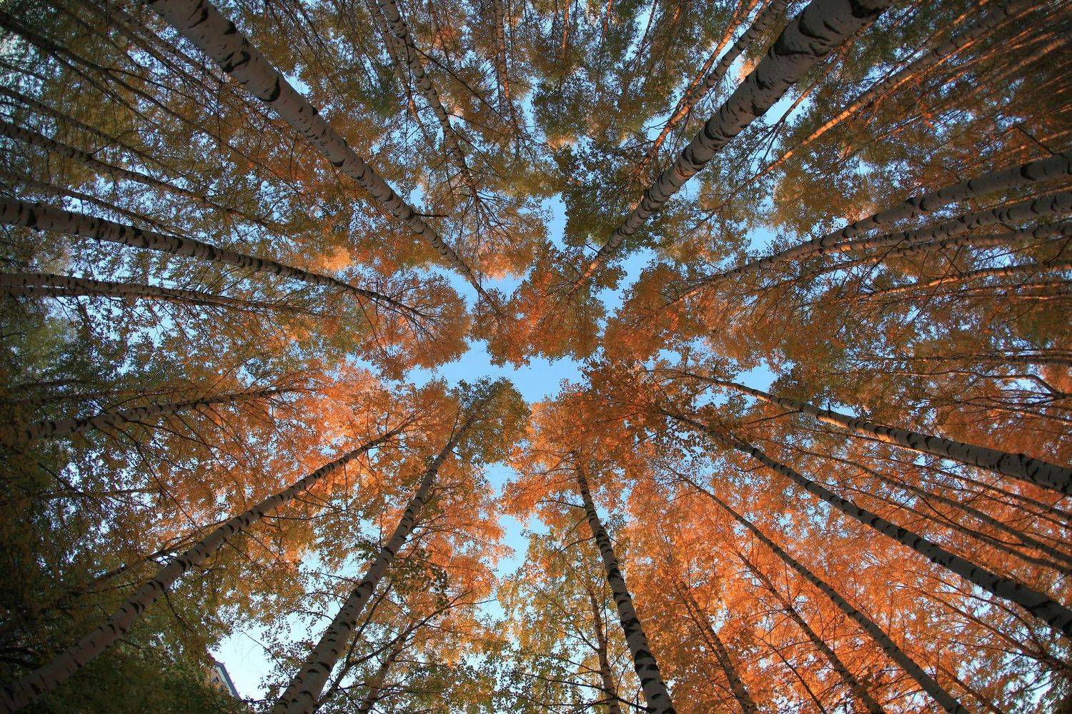 , Перешеин Андрей