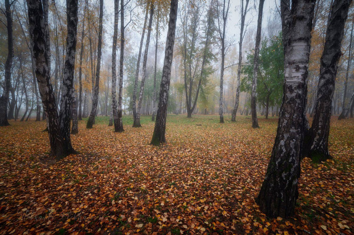 краснодар, Александр Плеханов