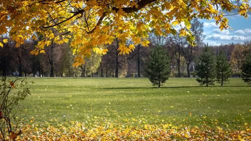 Золото подмосковной осени