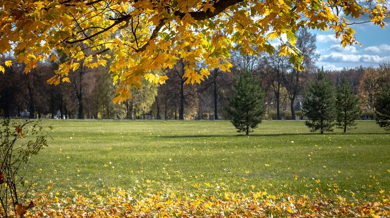 #осень #золотаяосень #золотая_осень #клен #золотаяпора #подмосковье Золото подмосковной осени фото превью