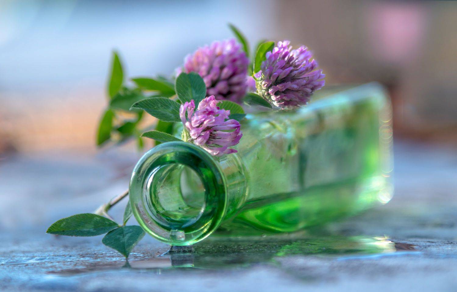 макро,цветы,лето,природа,флора, осень, клевер, натюрморт,, Антонина Яновска