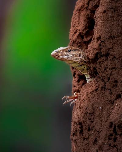 Asian water monitor lizard 