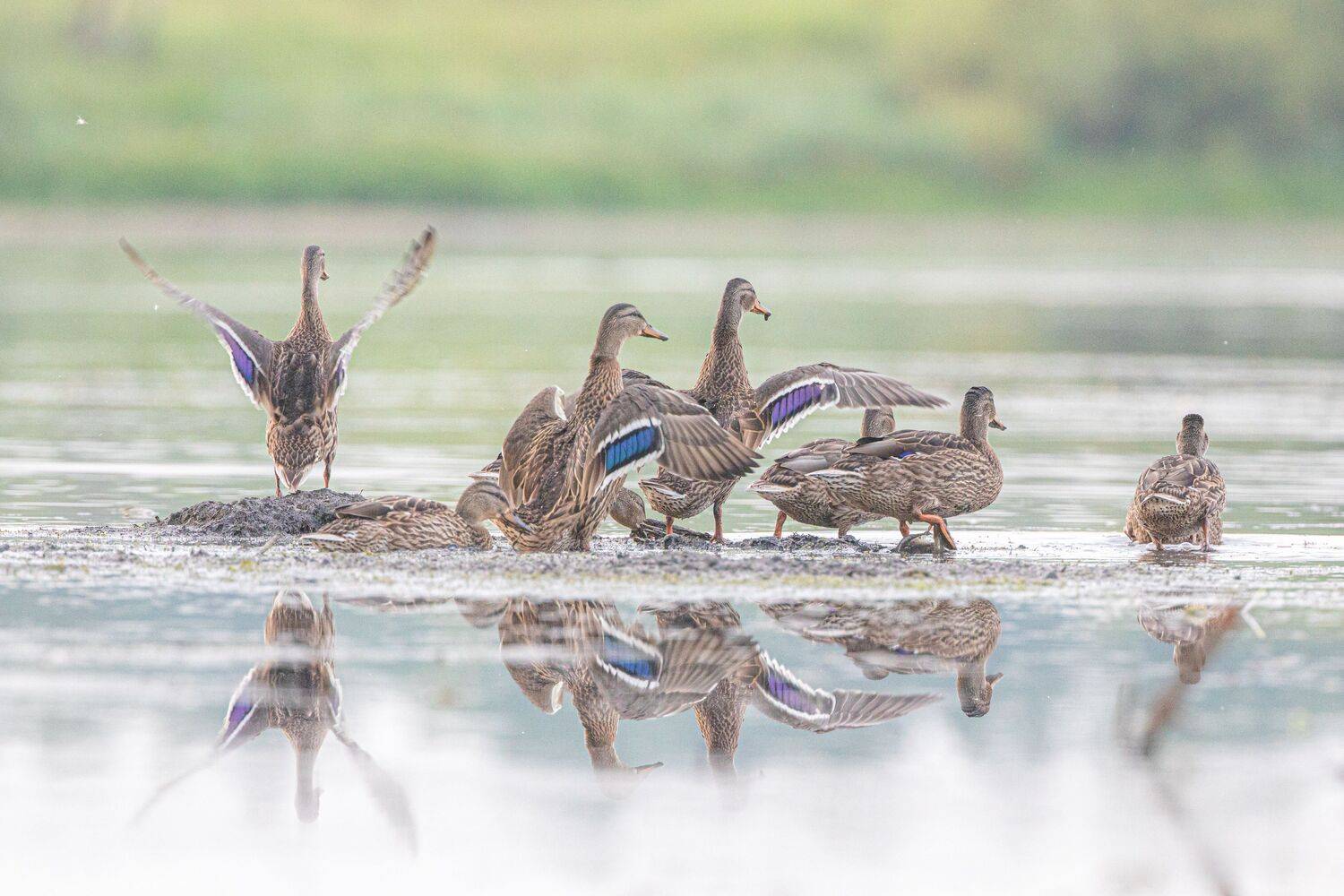, артем федоров