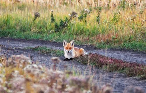догони меня..