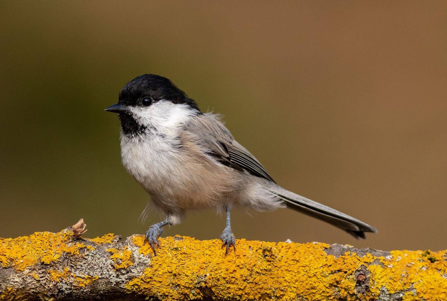 Синица, птица, фотоохота, буроголовая гаичка, птицы, birds, Павел Краснослободцев