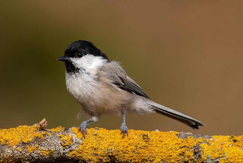 Синица, птица, фотоохота, буроголовая гаичка, птицы, birds Буроголовая гаичка фото превью