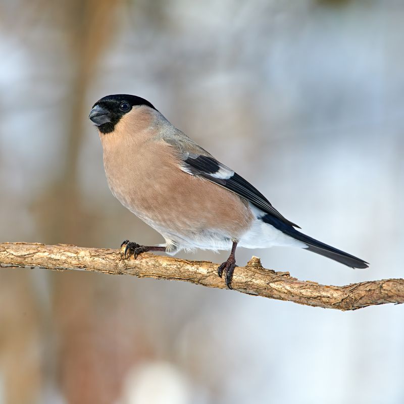 #bird #wildlife #nature #birdphotography Снегирь фото превью