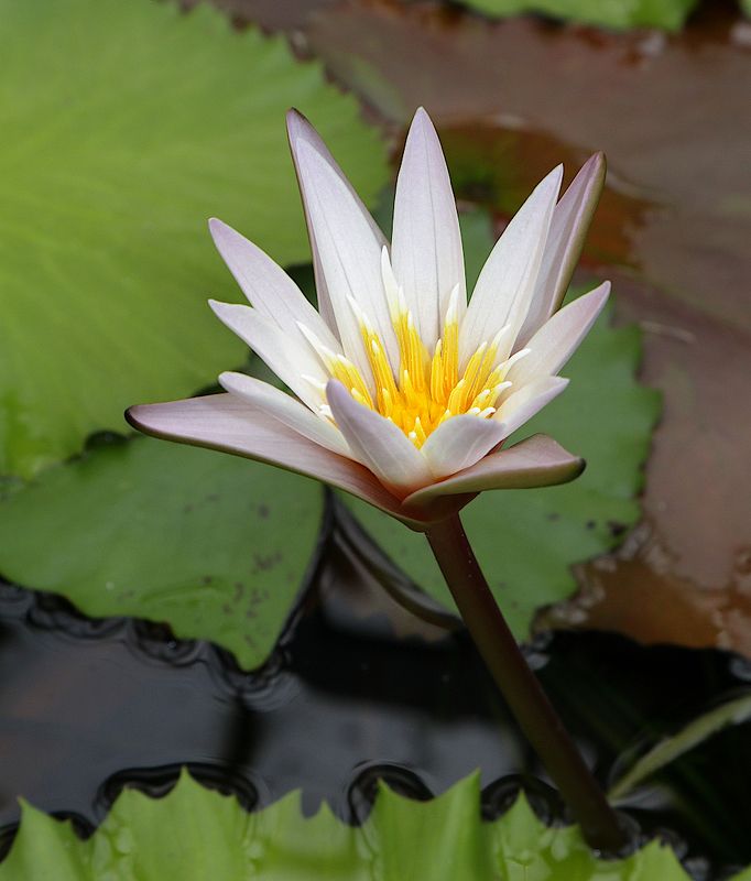 Nymphea minuta фото превью