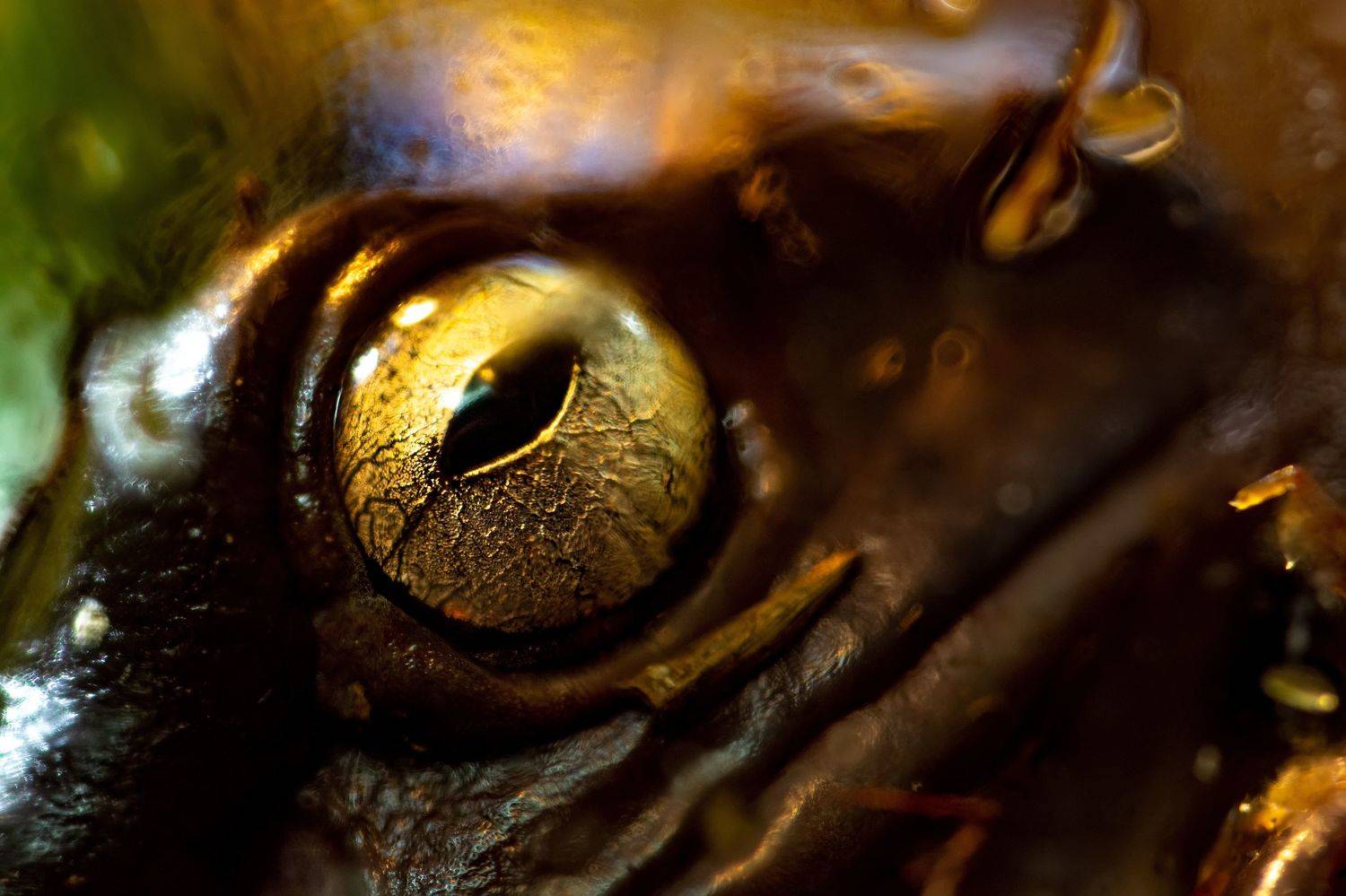 австралийская голубая (белая) квакша, litoria (pelodryas) caerulea, квакши, hylidae, лягушка, Павел Черенков