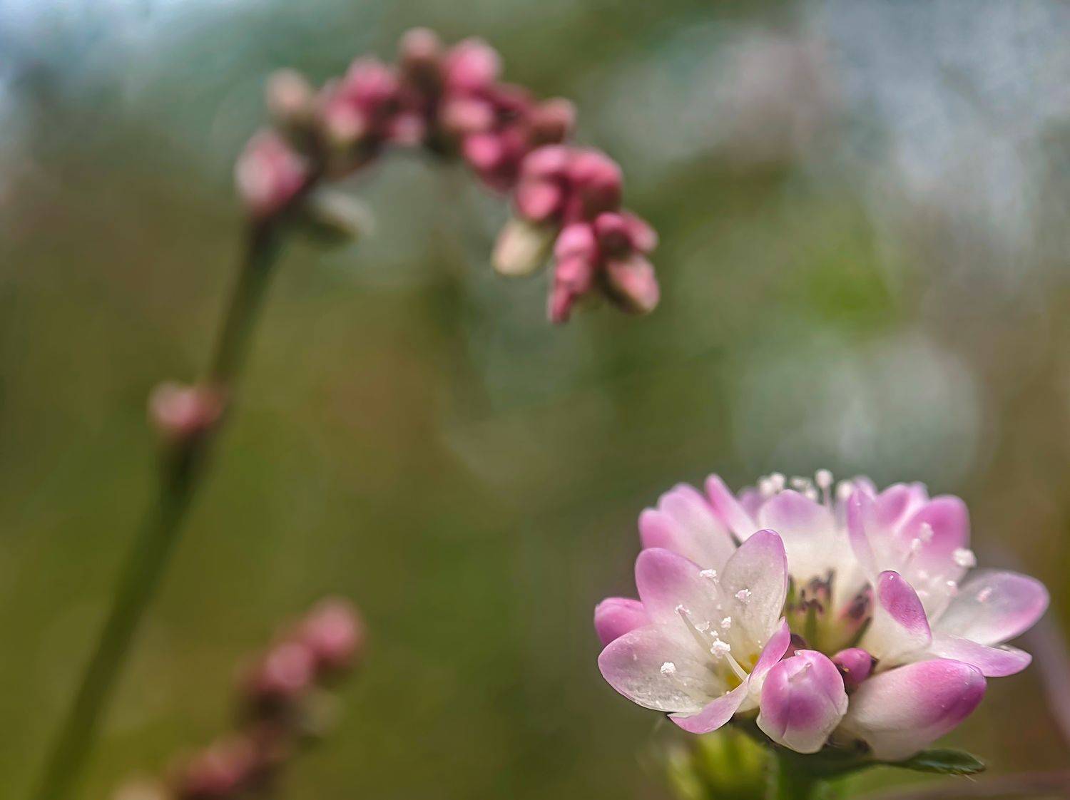 #xiaomi, , #mobilephotography, #macro, #flower, Qvaraia Rati