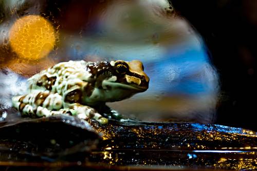 Микрокосмос лягушки