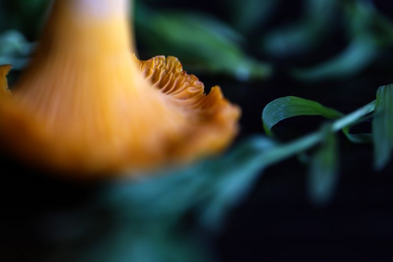 yellow mushrooms, forest, nature plants close-up, macro yellow mushrooms фото превью